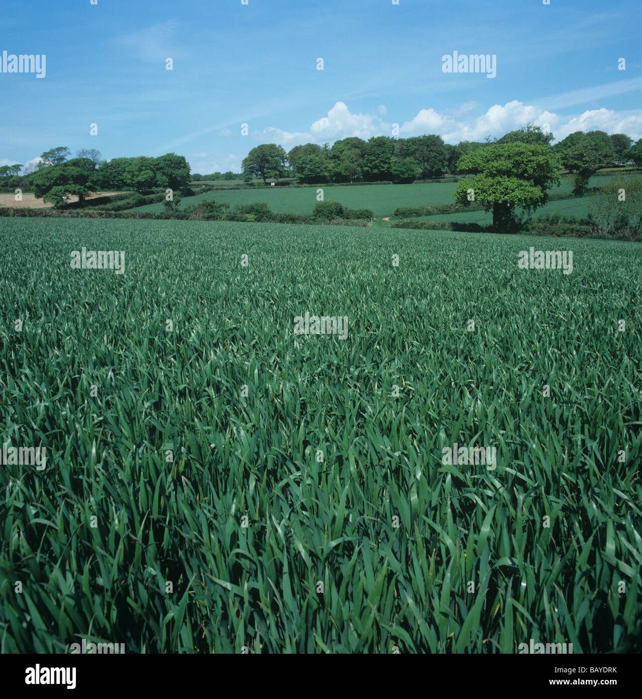 Good wheat crop at about growth stage 37 on a fine spring day East Devon Stock Photo