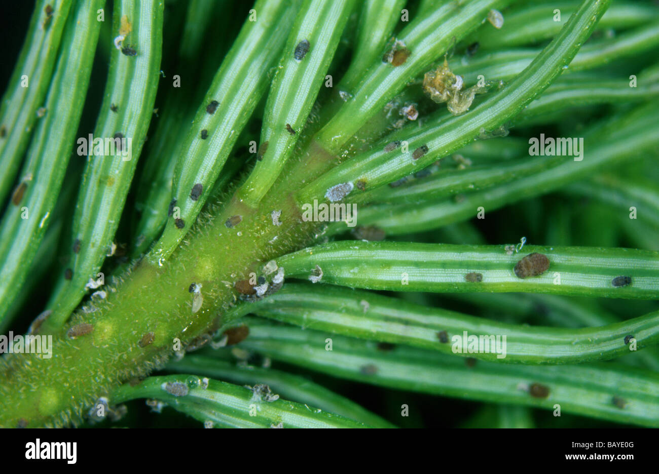 Douglas fir adelges Adelges cooleyi young nymphs immatures on conifer needles Stock Photo