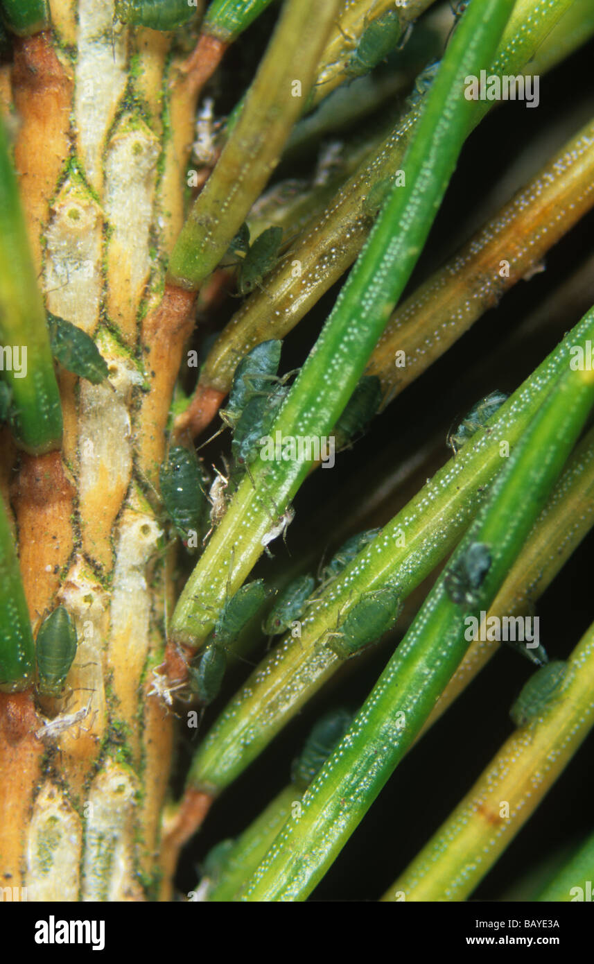 Green spruce aphid Elatobium abietinum on Norway spruce Stock Photo