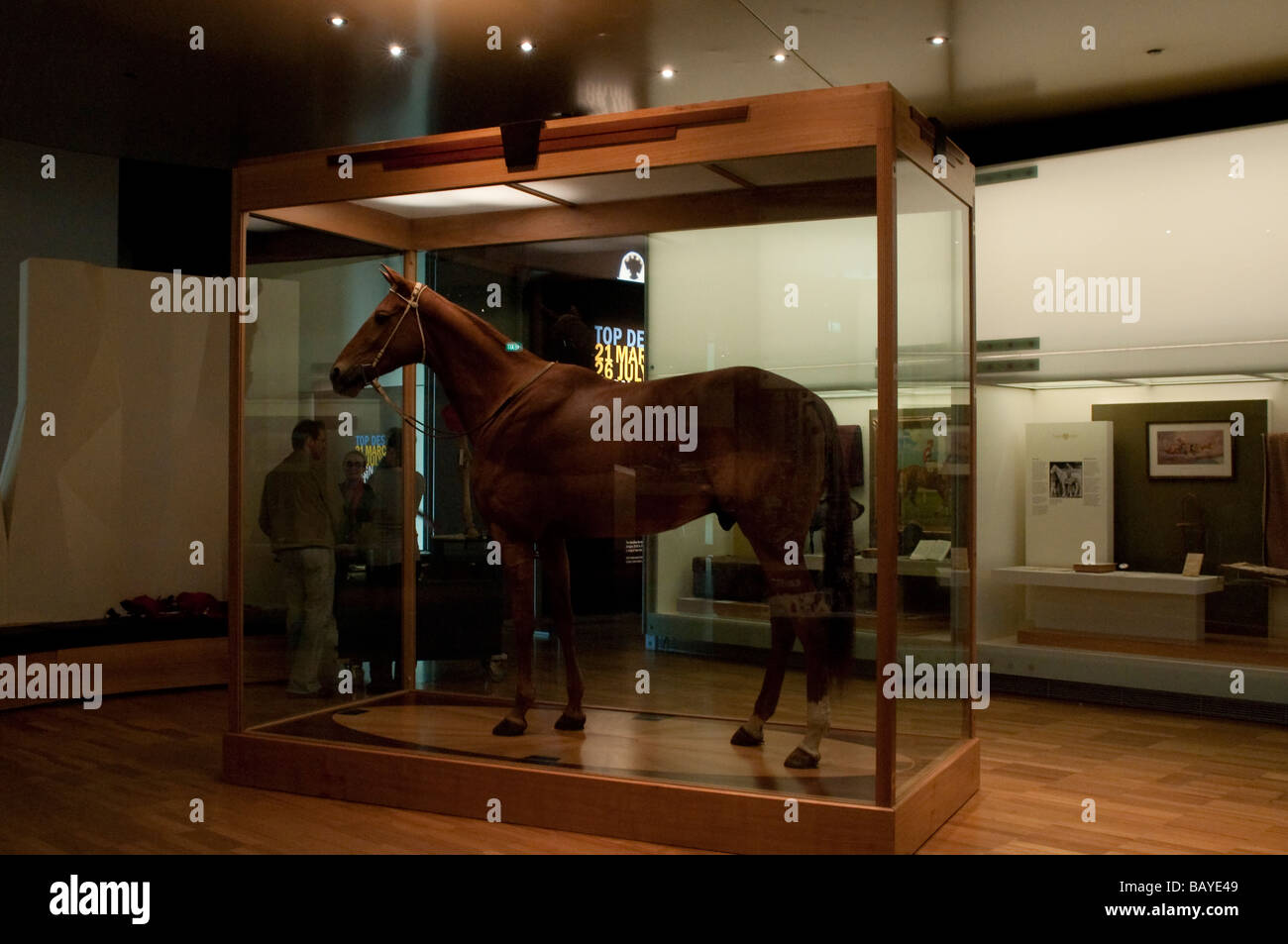 Legendary racehorse Phar Lap Melbourne Museum Melbourne Victoria Australia Stock Photo