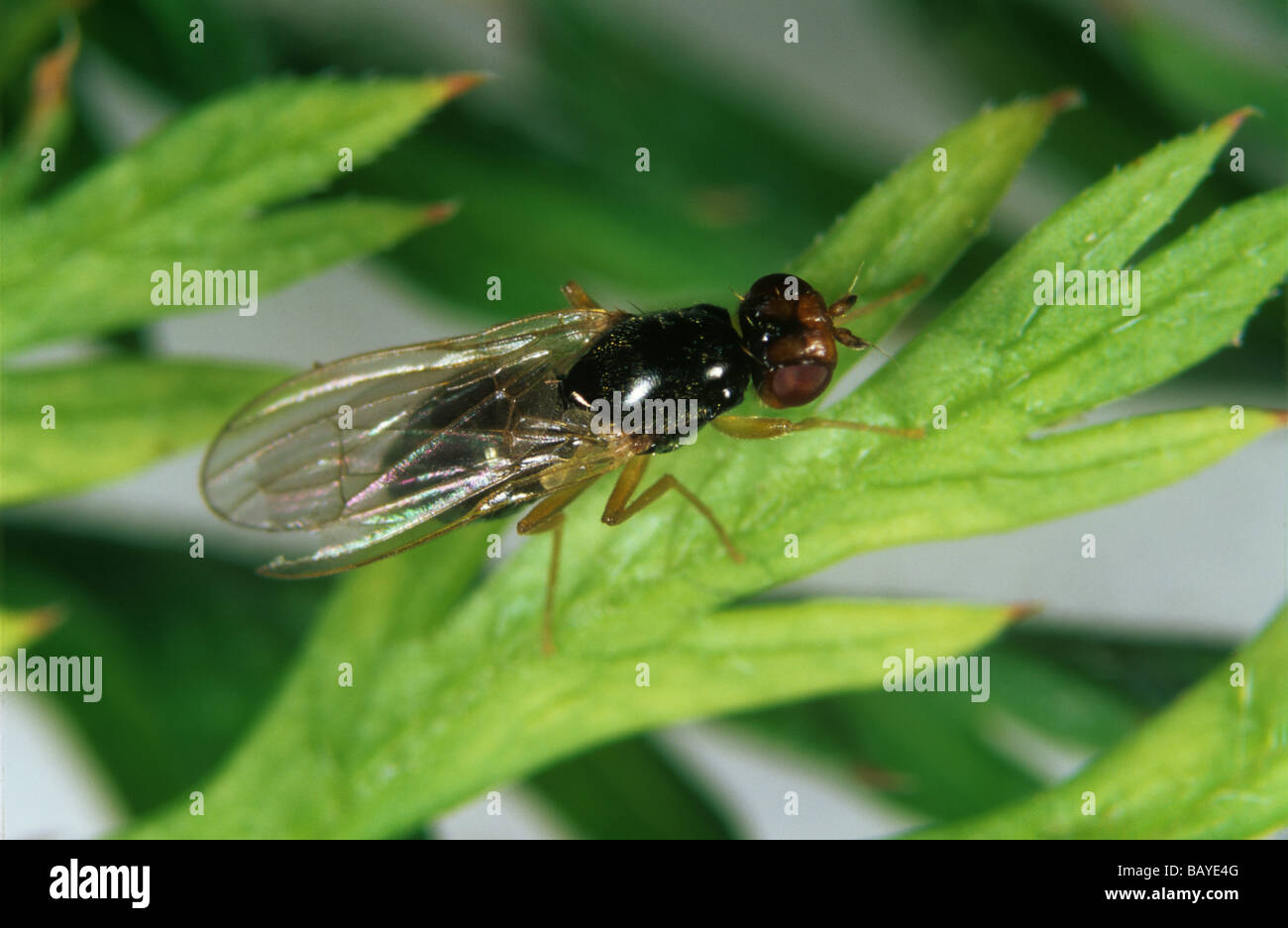 Carrot root fly Psila rosae adult on carrot foliage Stock Photo