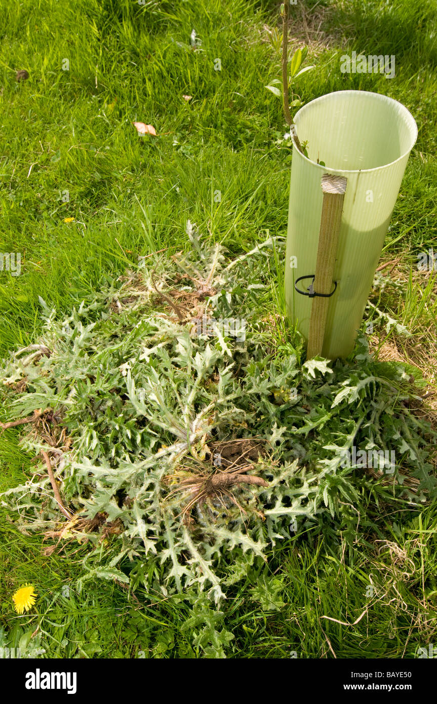 Uprooted thistles ( Cirsium spp) beside tree planted in tree guard Stock Photo