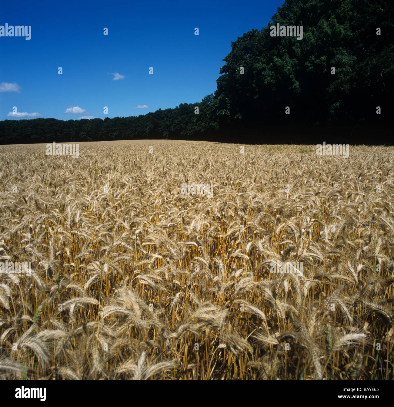 Triticale High Resolution Stock Photography and Images Alamy