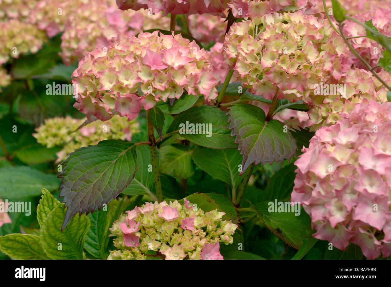 Reddening and discolouration of hydrangea foliage under stress Stock Photo