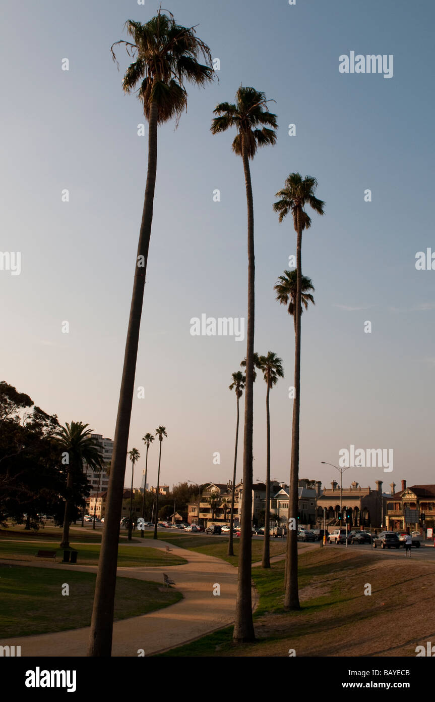 Palms in St Kilda suburb Melbourne Victoria Australia Stock Photo
