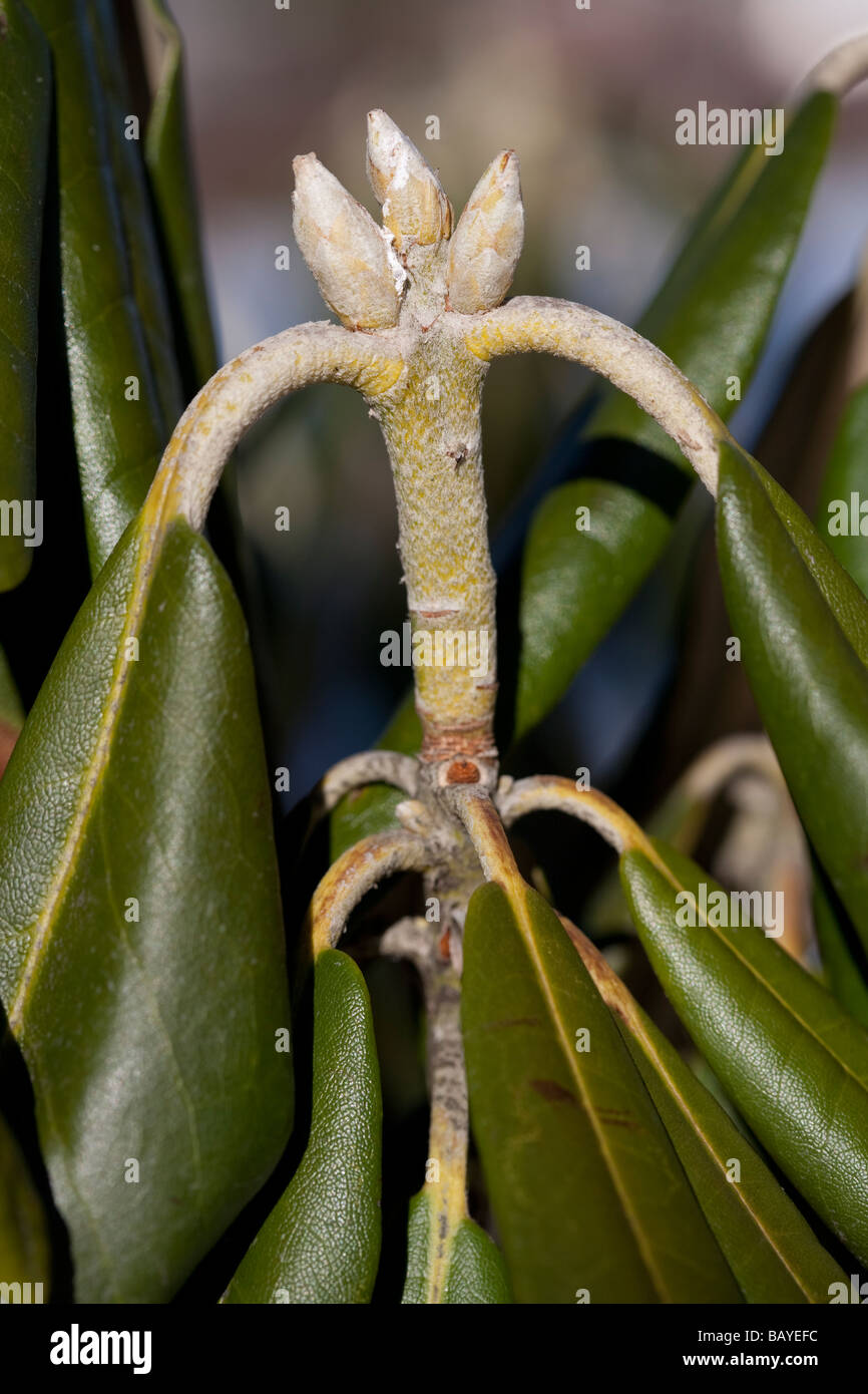 Budding rhododendron hi-res stock photography and images - Alamy
