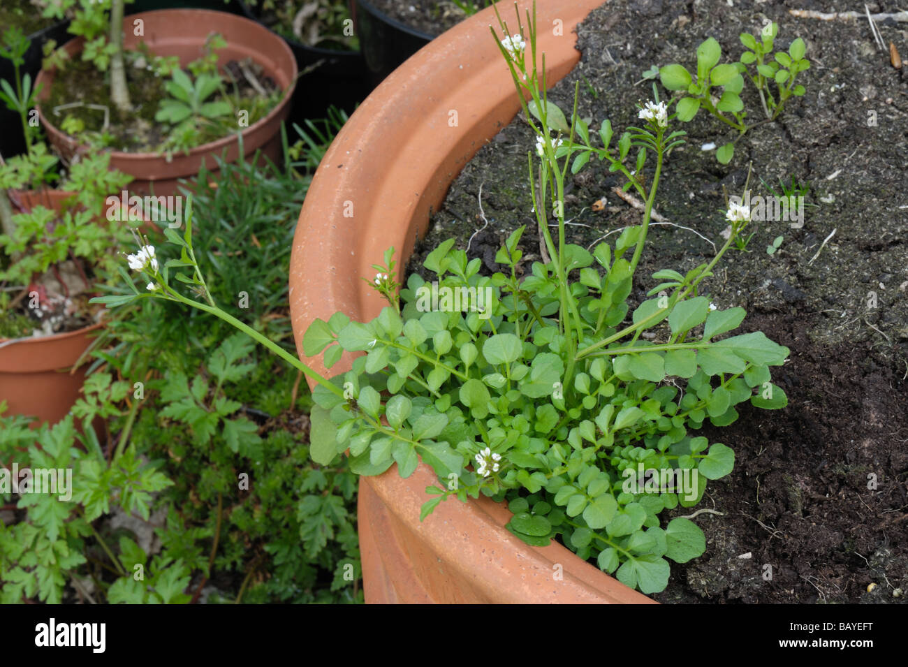 Hairy bittercress Cardamine hirsuta flowering plant in a garden container Stock Photo