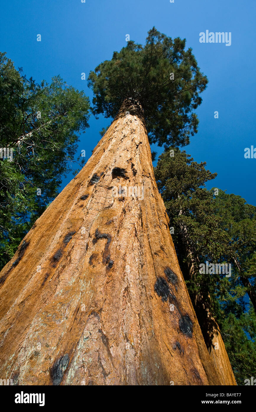 Giant Sequoia Tree - Yosemite National Park Stock Photo