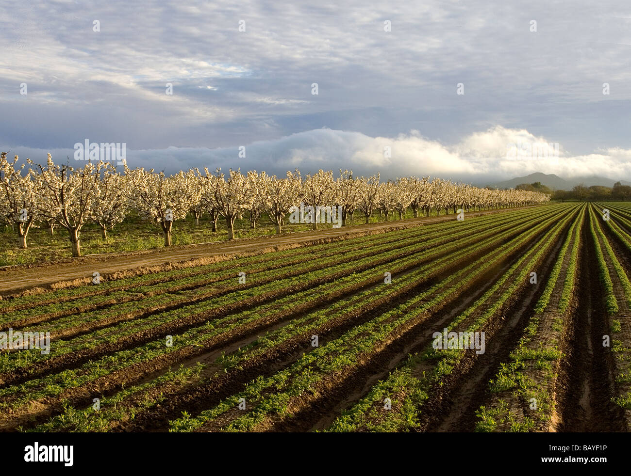 Blossoming cherry orchard and crop in Gilroy, California Stock Photo
