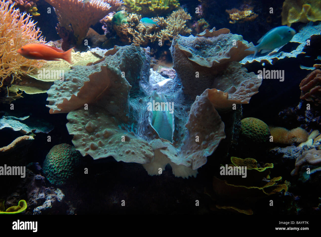 Giant clam mollusc mollusk and coral reef on display at Chicago Shedd