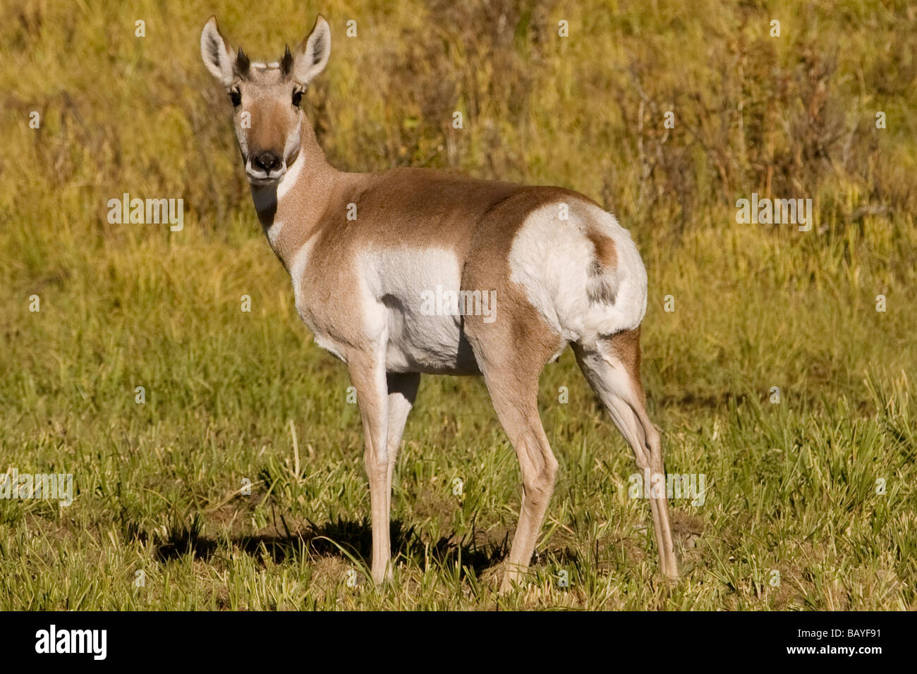 Pronghorn Antelope - Yellowstone National Park Stock Photo - Alamy