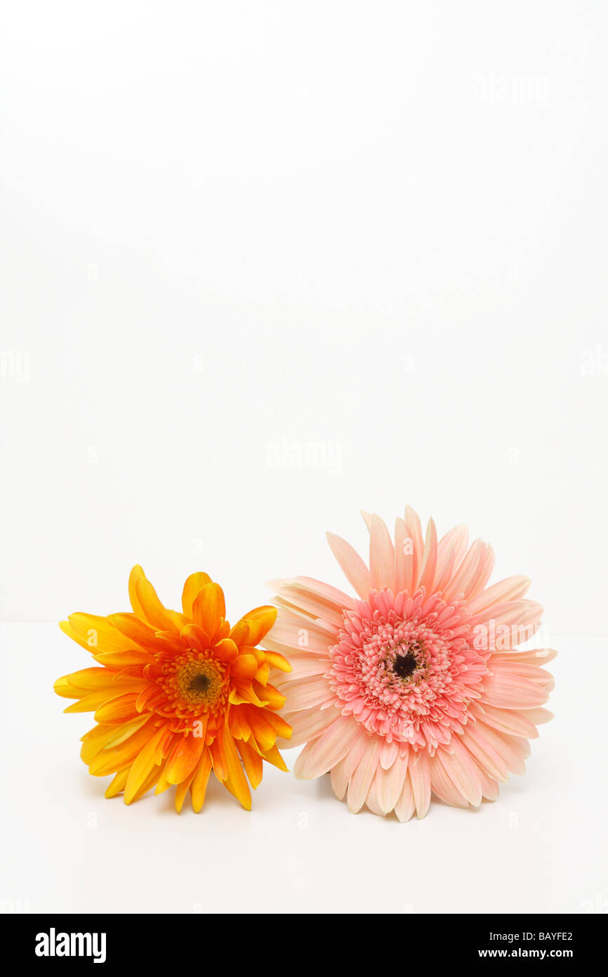 Pink and orange colour gerbera petals isolated / cutout on white background, close up. May, 2009 Stock Photo