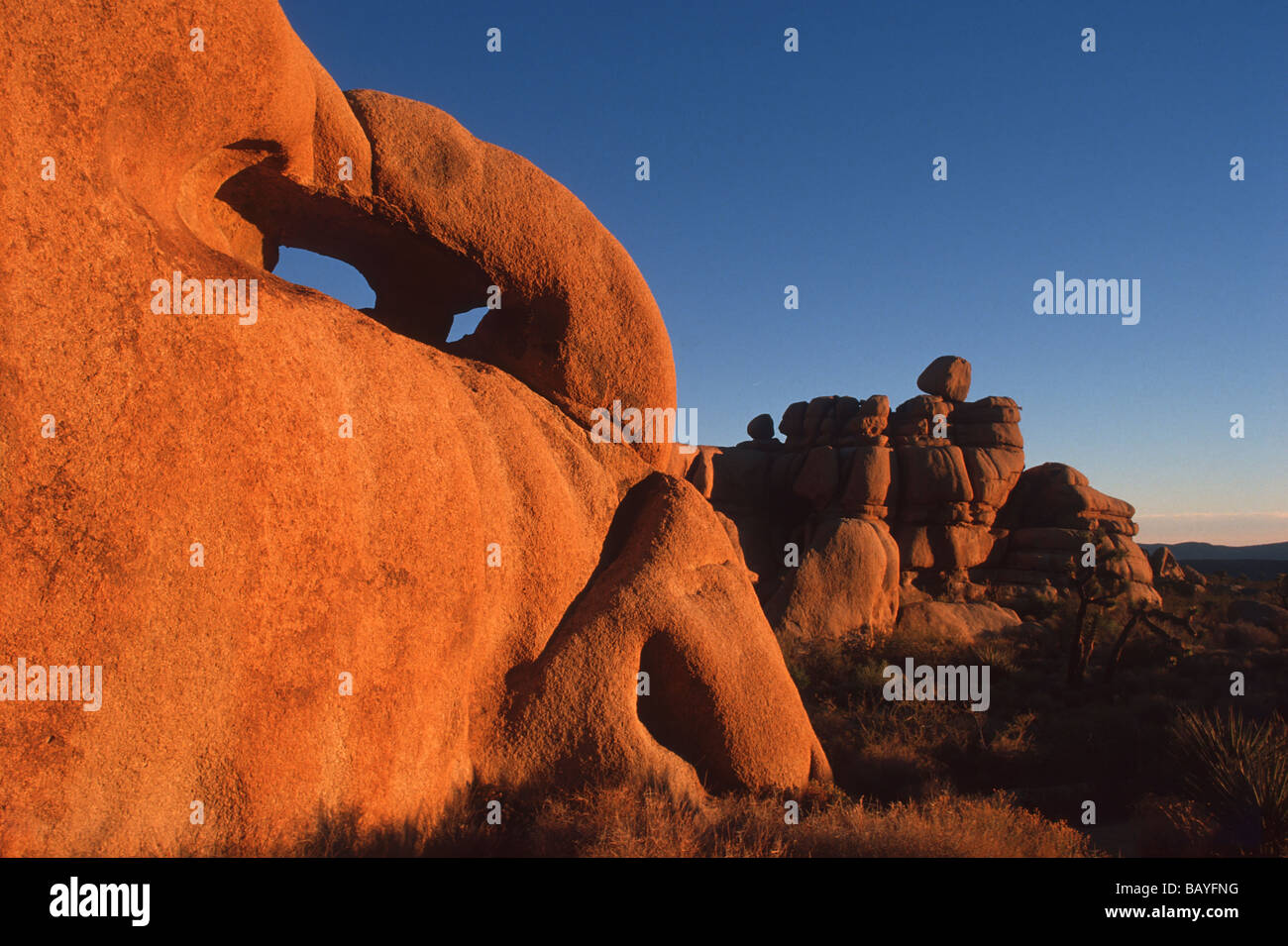 Statue In Joshua Tree Joshua Tree National Monument, California Stock Photo - Alamy