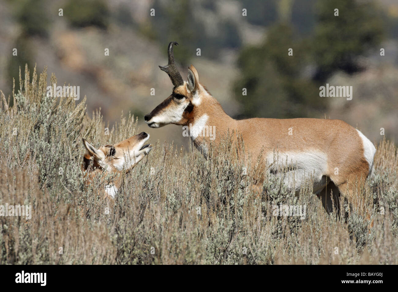 Pronghorn Antelope Antilocapra americana male with female in the sage brush Stock Photo
