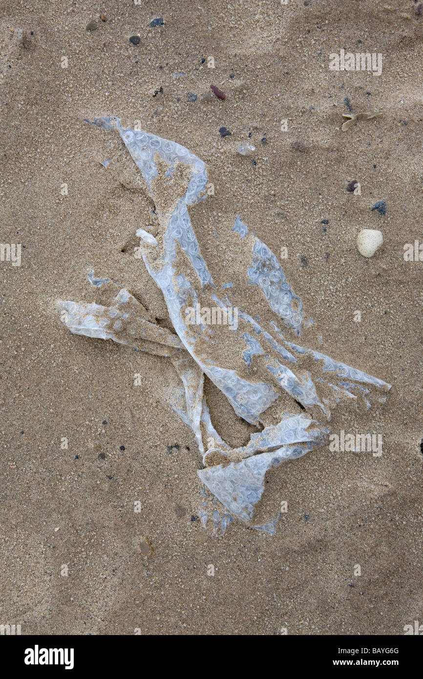 Plastic bubblewrap half buried in sand on a public beach on South Tyneside Stock Photo