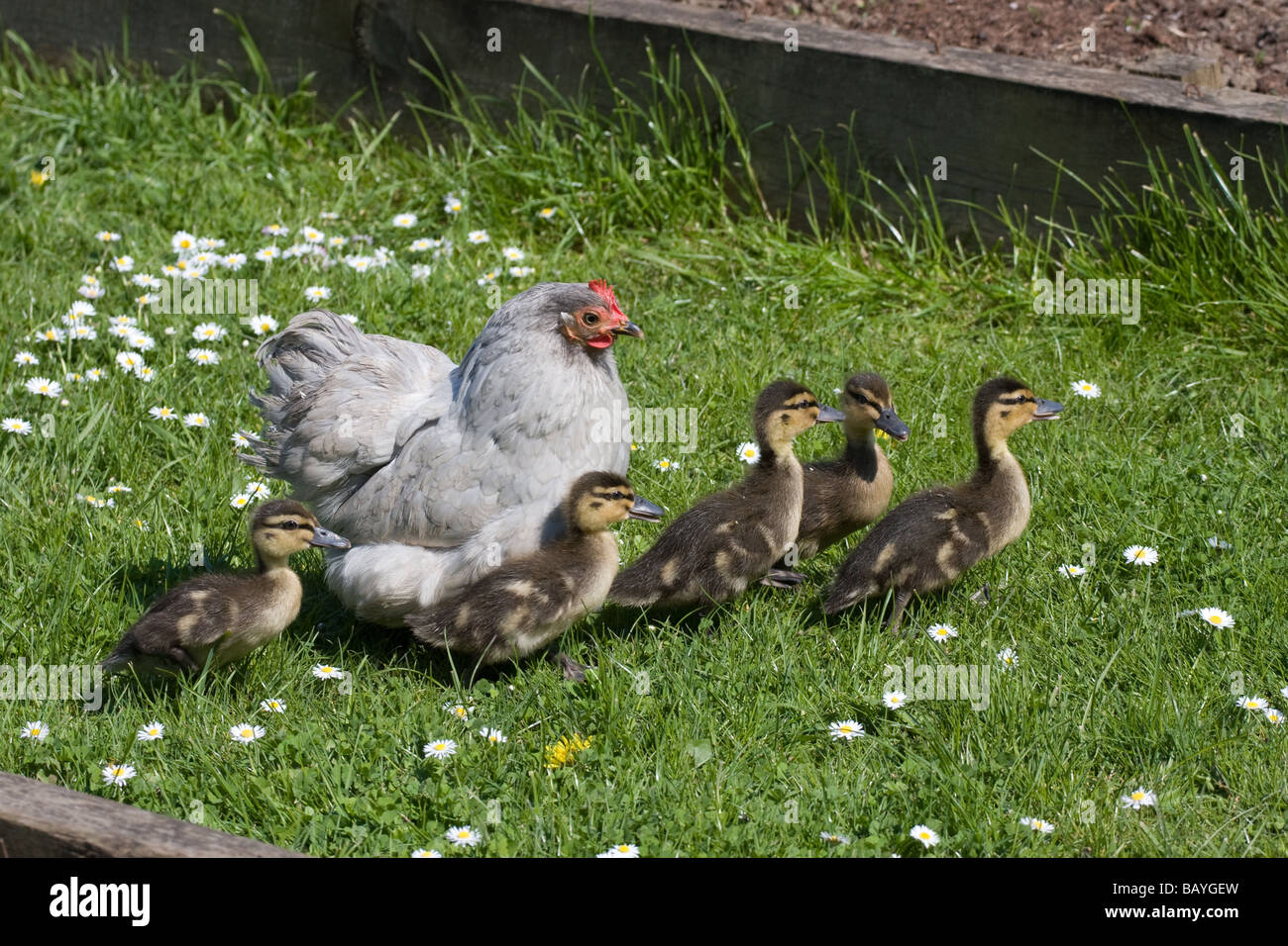 surrogate mother hen ducklings adopted abandoned river medway allington lock maidstone kent england uk europe Stock Photo