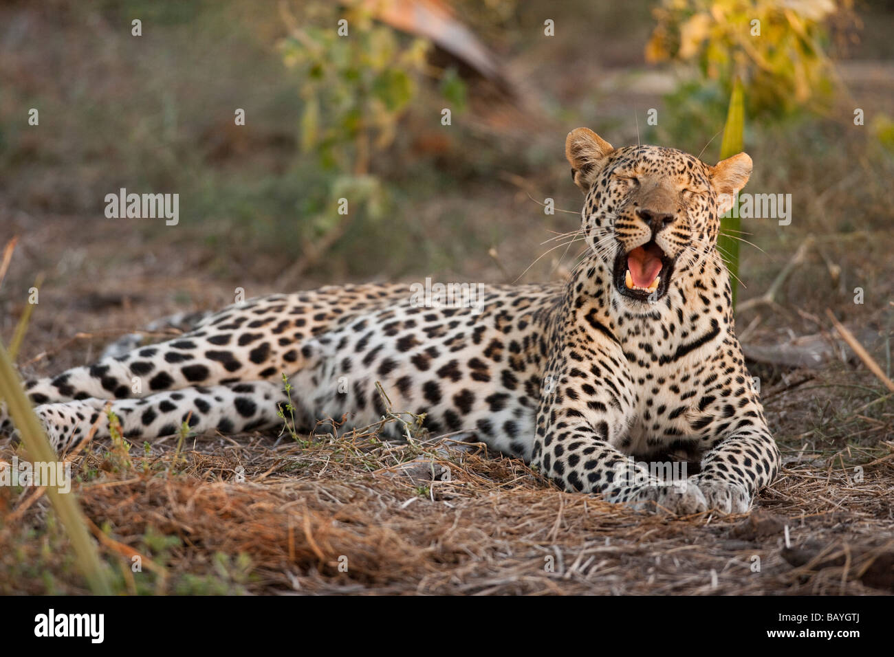 Humorous pose of a female Leopard lying in grass yawning mouth wide open  laughing or singing, face lit by spot of warm sunlight Stock Photo - Alamy