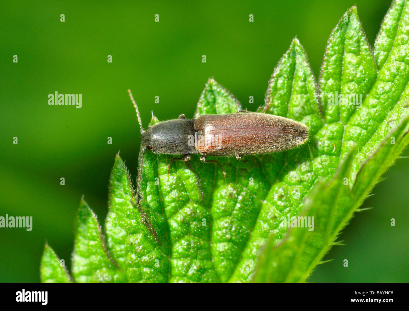 Click beetle (Athous haemorrhoidalis) Stock Photo