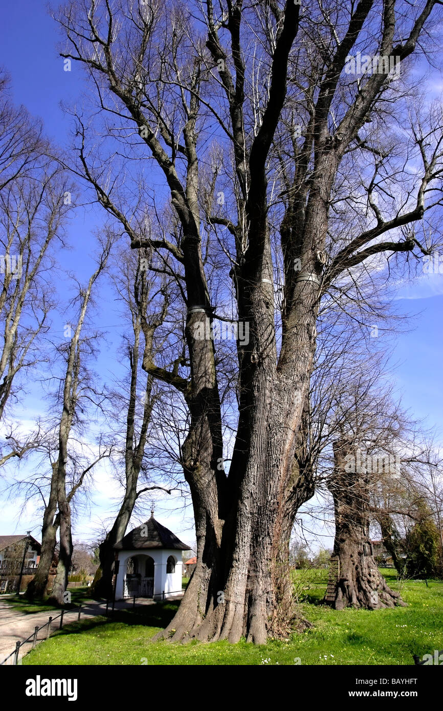 1000 year old Linden Tree and Shrine Chapel Fraueninsel Chiemsee Chiemgau Bavaria Germany, Europe Stock Photo