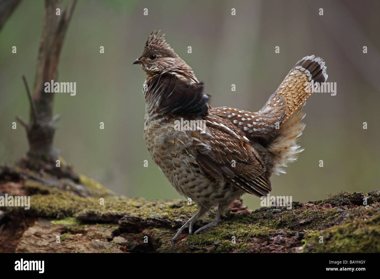 Ruffed Grouse (Bonasa umbellus) Male engaged in courtship display - New