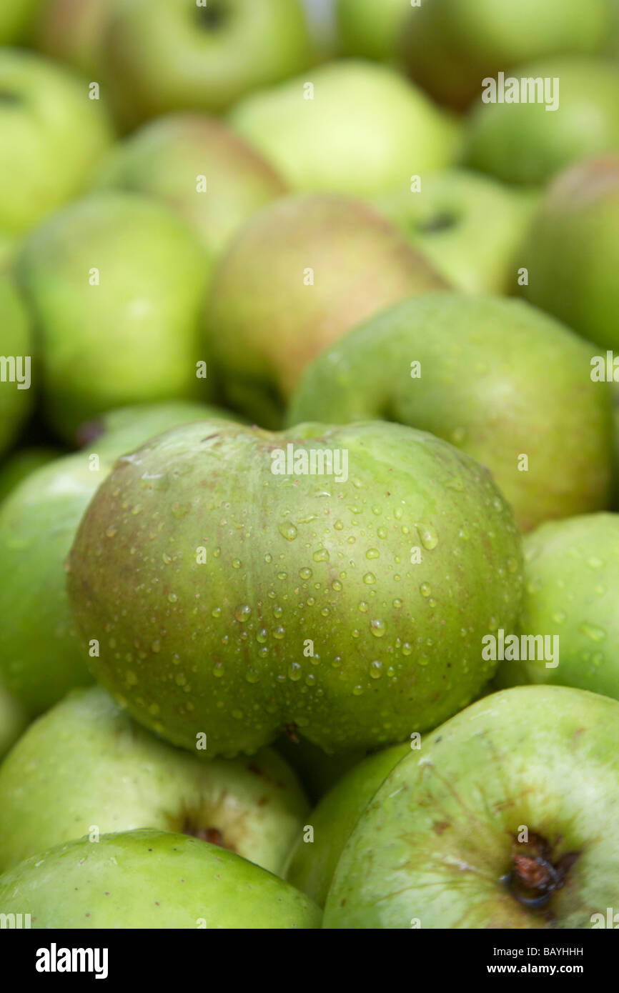 malus domestica Bramley Seeling apple crop of armagh bramley apples Stock Photo