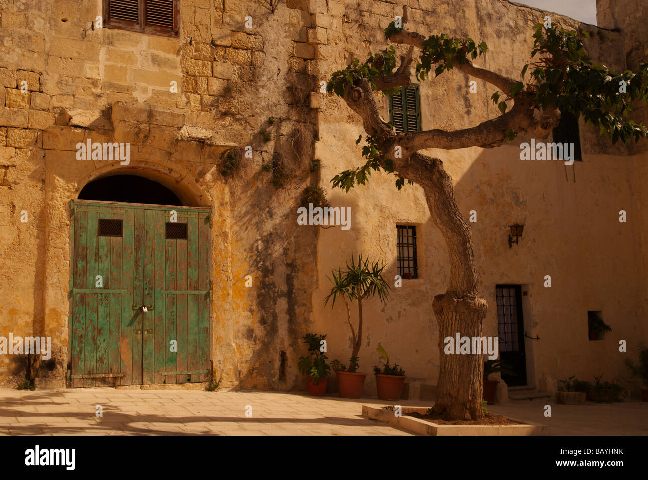 A Gnarled Tree Frames A Green Door I The Pizza Mesquita Mdina