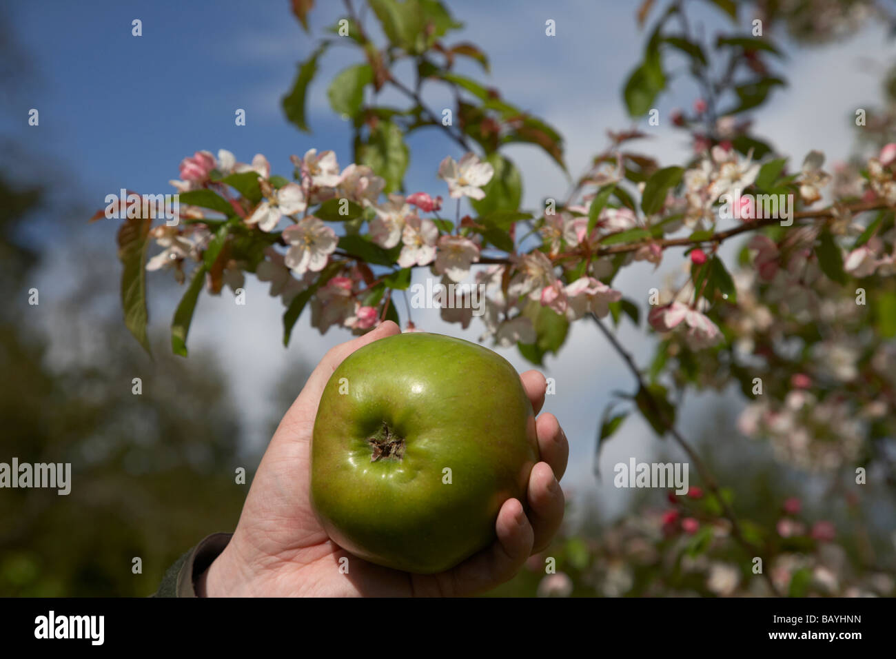malus domestica Bramley Seedling apple held up by mans hand to flowering apple tree Stock Photo