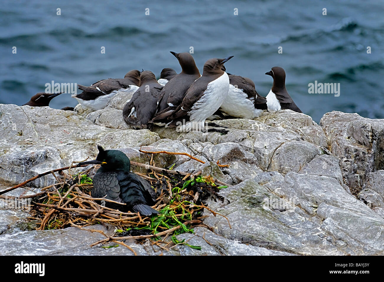 Guillemots, Razorbill, and nesting Shag on ledge on coastal cliff-top Stock Photo