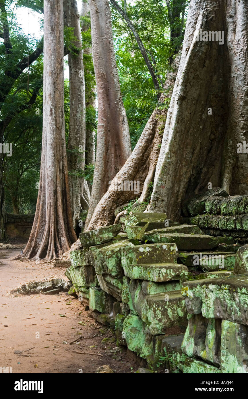 Roots growing over walls hi-res stock photography and images - Alamy