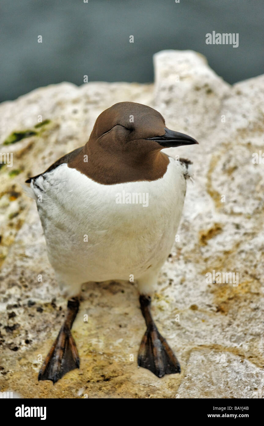 Guillemot on ledge on coastal cliff-top Stock Photo
