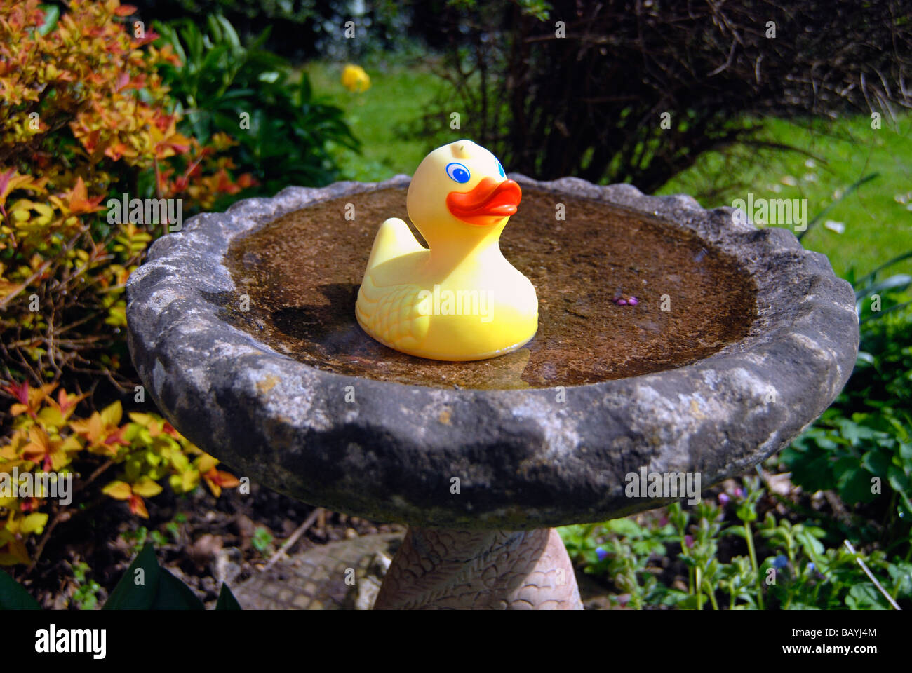 Yellow rubber duck swimming in bird bath Stock Photo