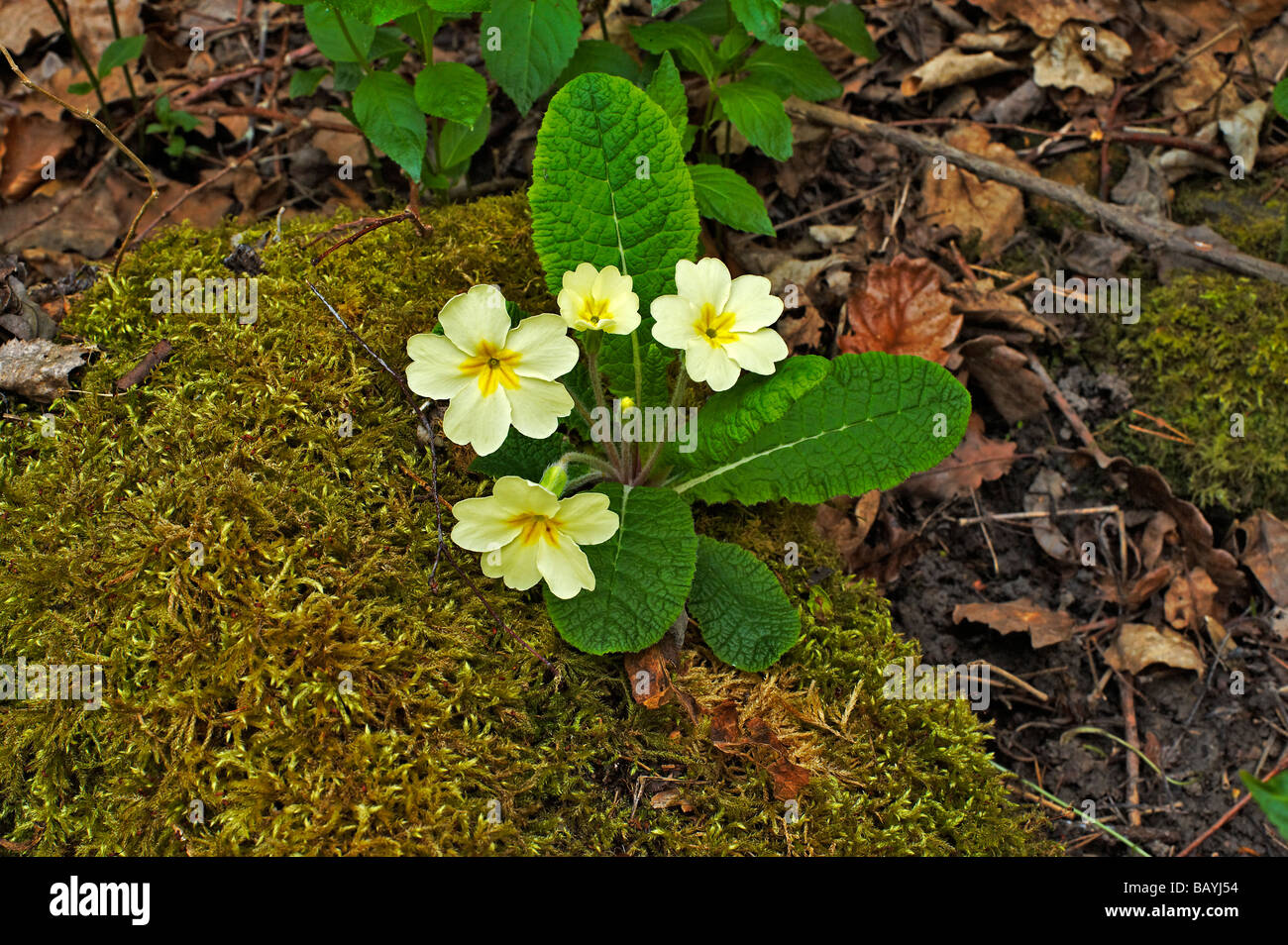 Primroses growing on the edge of a moss covered rock Stock Photo