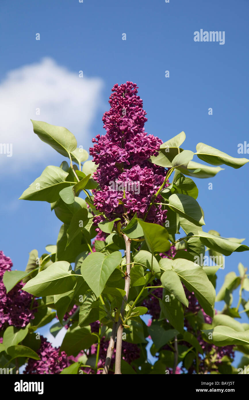 mauve purple Lilac flower against a summer blue sky Stock Photo