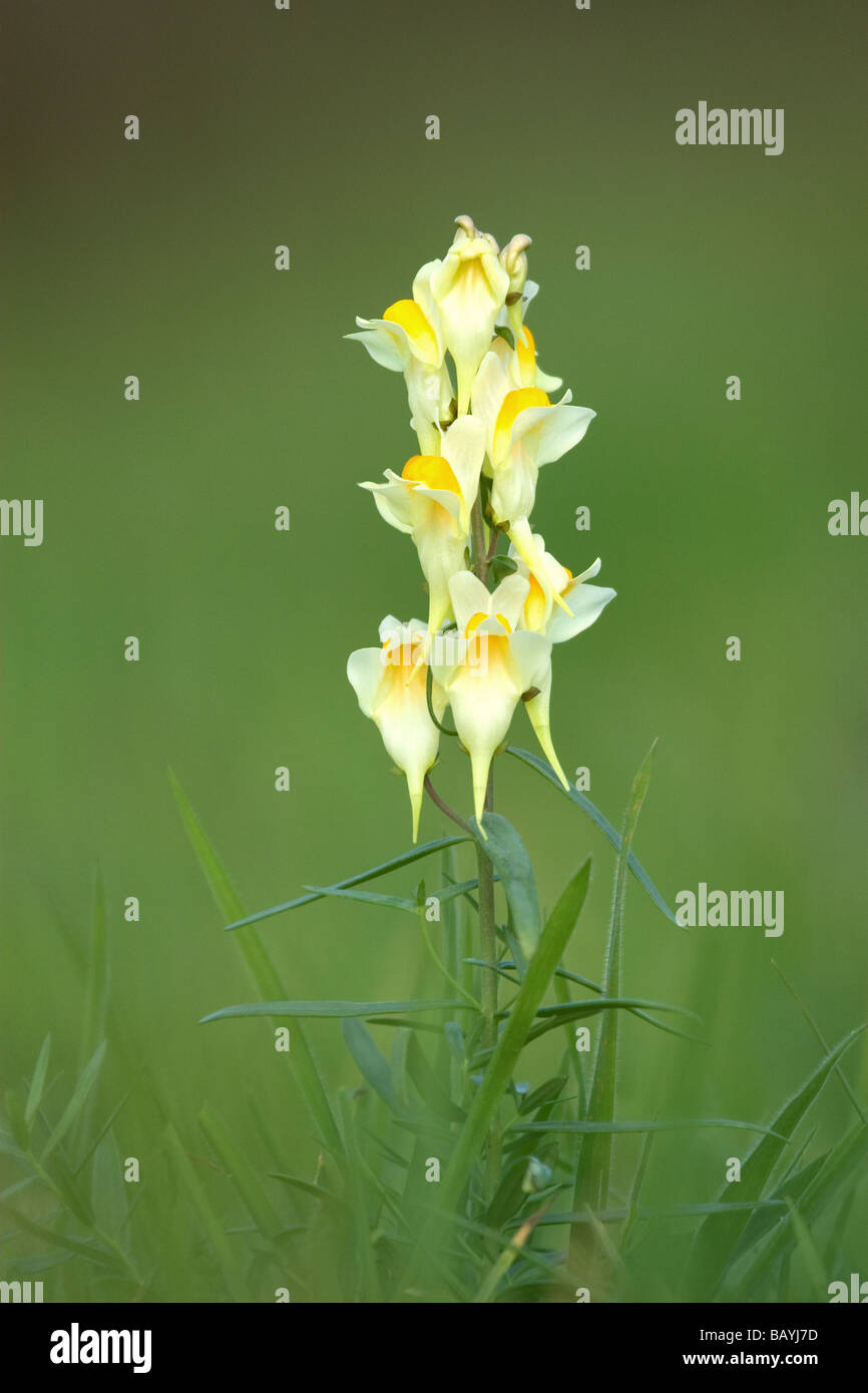 Common Toadflax close up Stock Photo