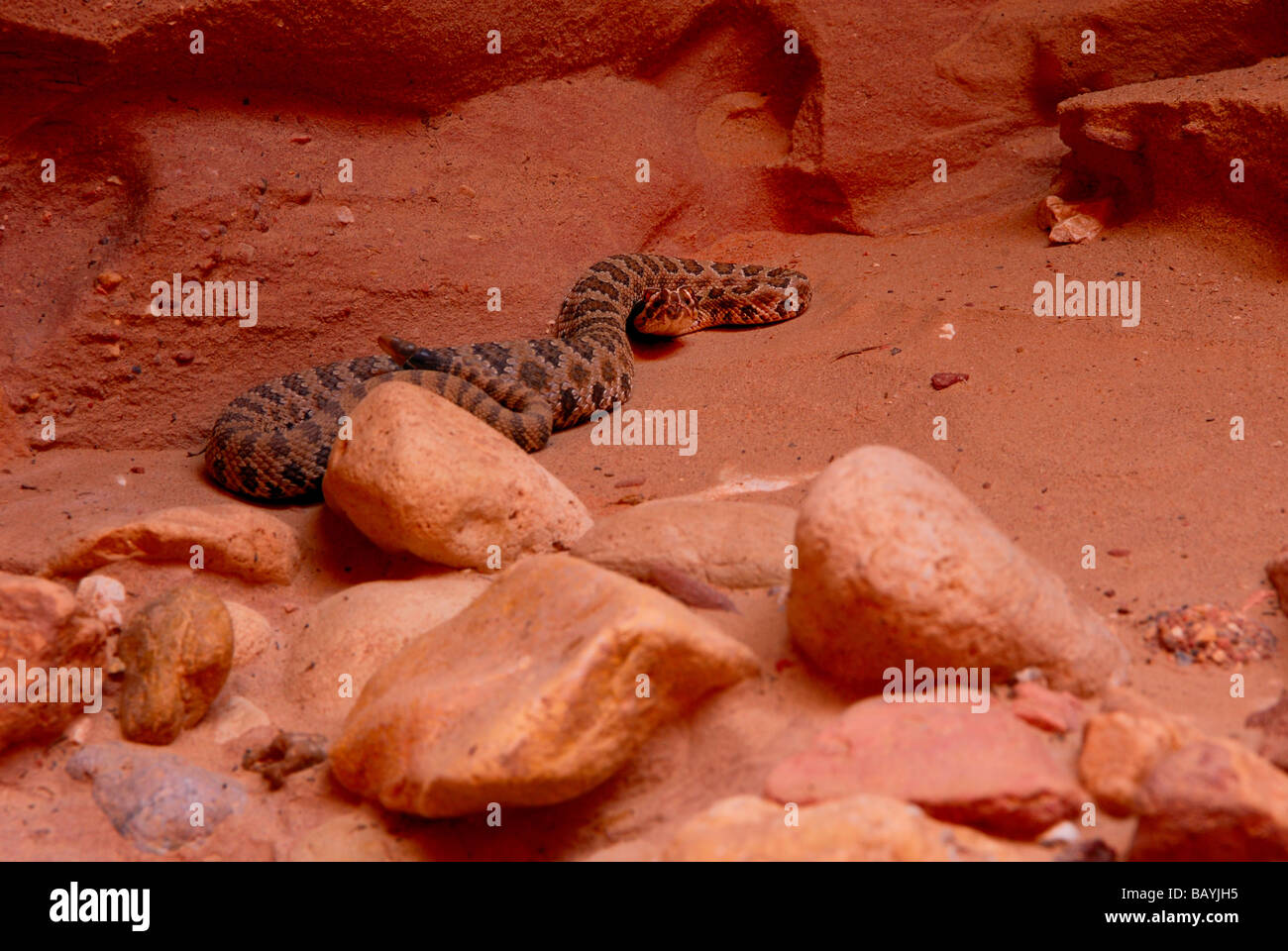 Buck Skin Rattle Rattlesnake river hi-res stock photography and images - Alamy