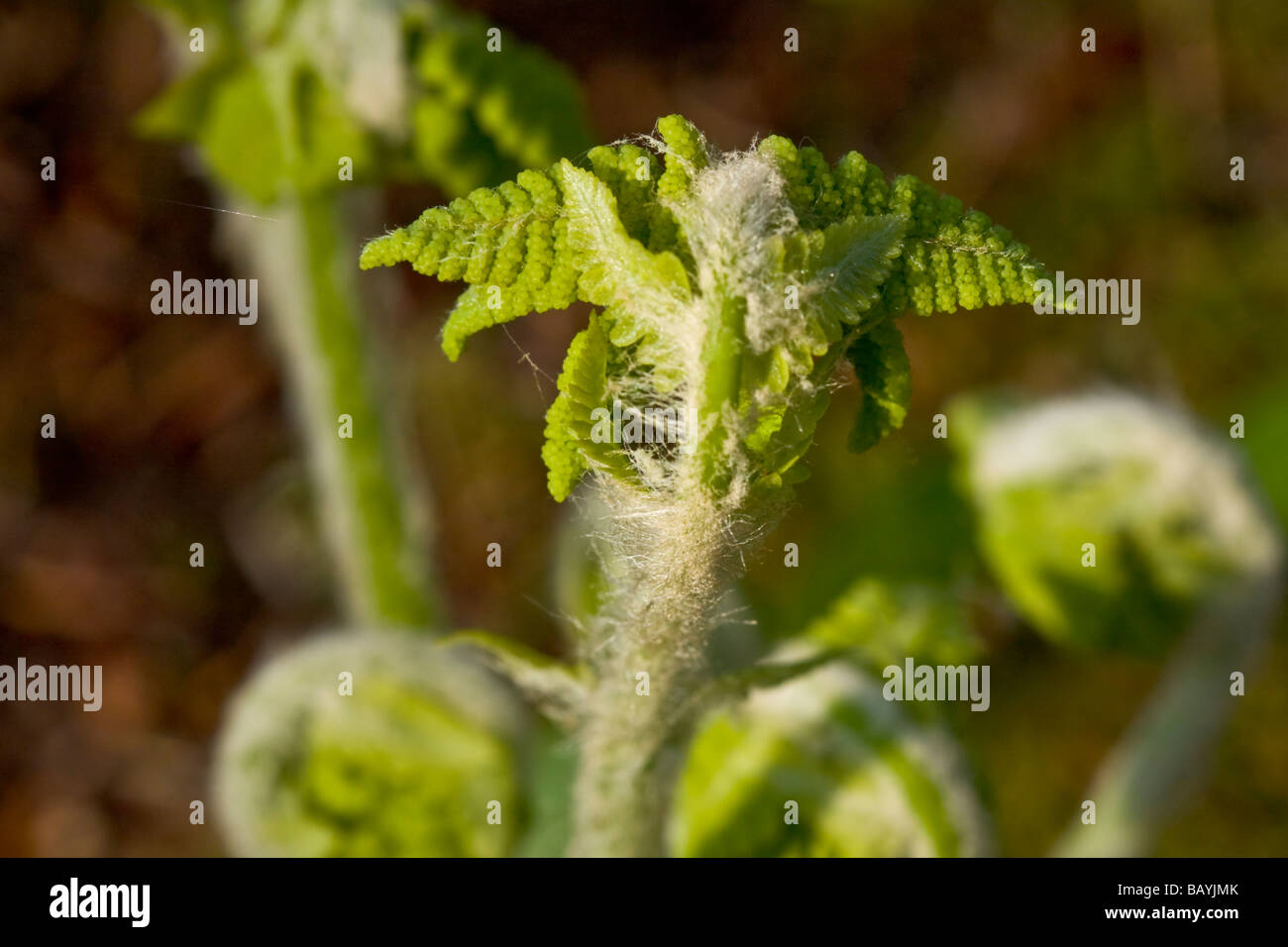 Close-up image of interrupted fern's opening fronds Stock Photo