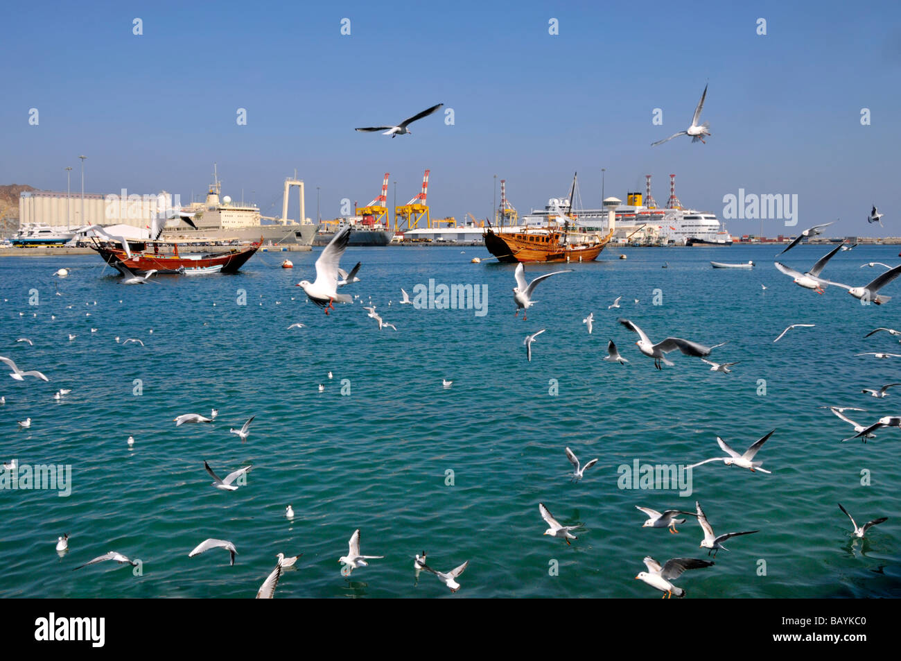 Muscat Dhows moored in Muttrah harbour in seascape with Costa cruise ship docked in Port Sultan Qaboos beyond seagulls in flight Oman Gulf of Oman Stock Photo