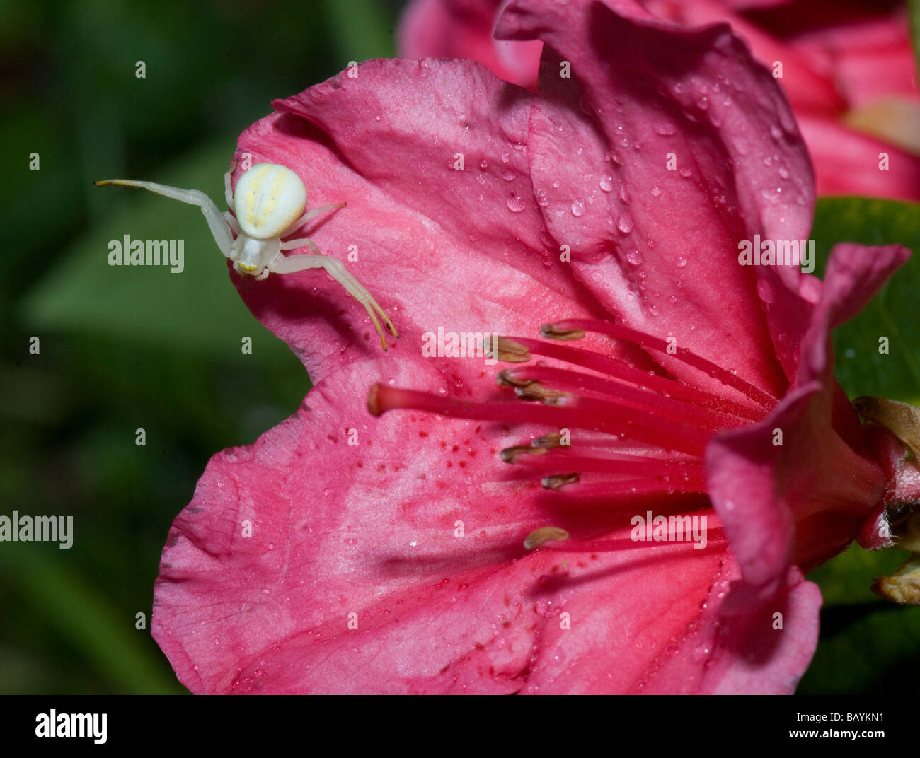 White Crab Spider (Misumena vatia), France Stock Photo Alamy