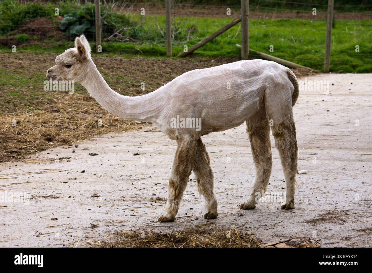 Leaving the shearing shed after being shorn of its fleece hires stock