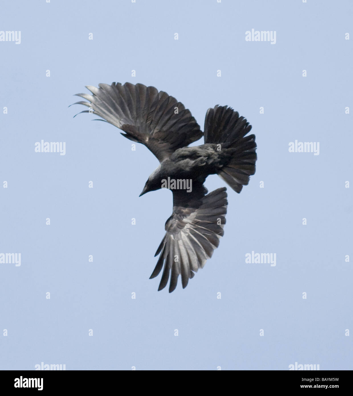 Jackdaw (Corvus monedula) in flight with outstretched wings, Surrey, UK Stock Photo