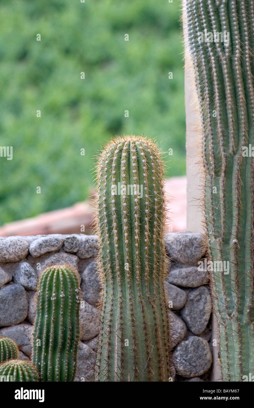 Three generations of cactus, Estancia Colome, Colome Valley, Argentina Stock Photo