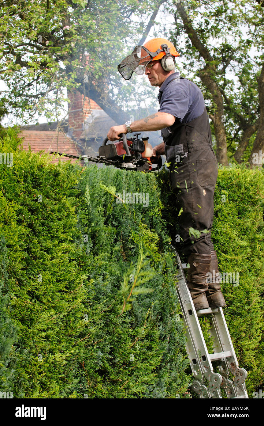 Gardener cutting a Leylandii hedge from a ladder and using a petrol driven hedge cutter Stock Photo