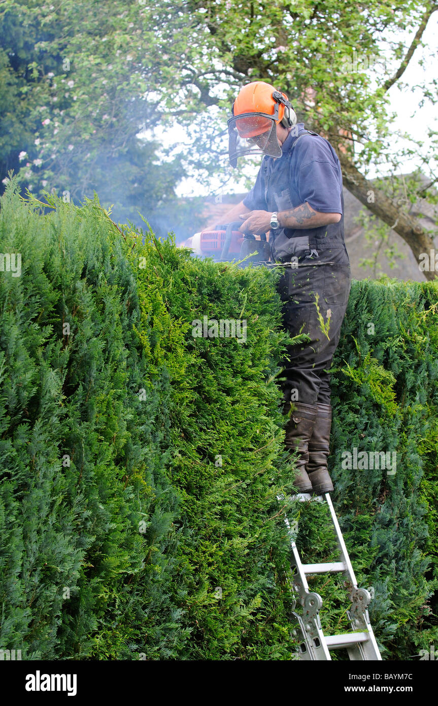 Gardener cutting a Leylandii hedge from a ladder and using a petrol driven hedge cutter Stock Photo