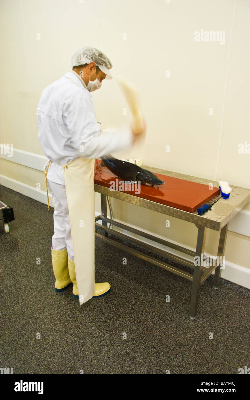 Slaughtering Siberian Sturgeon for caviar Production at the sturgeon