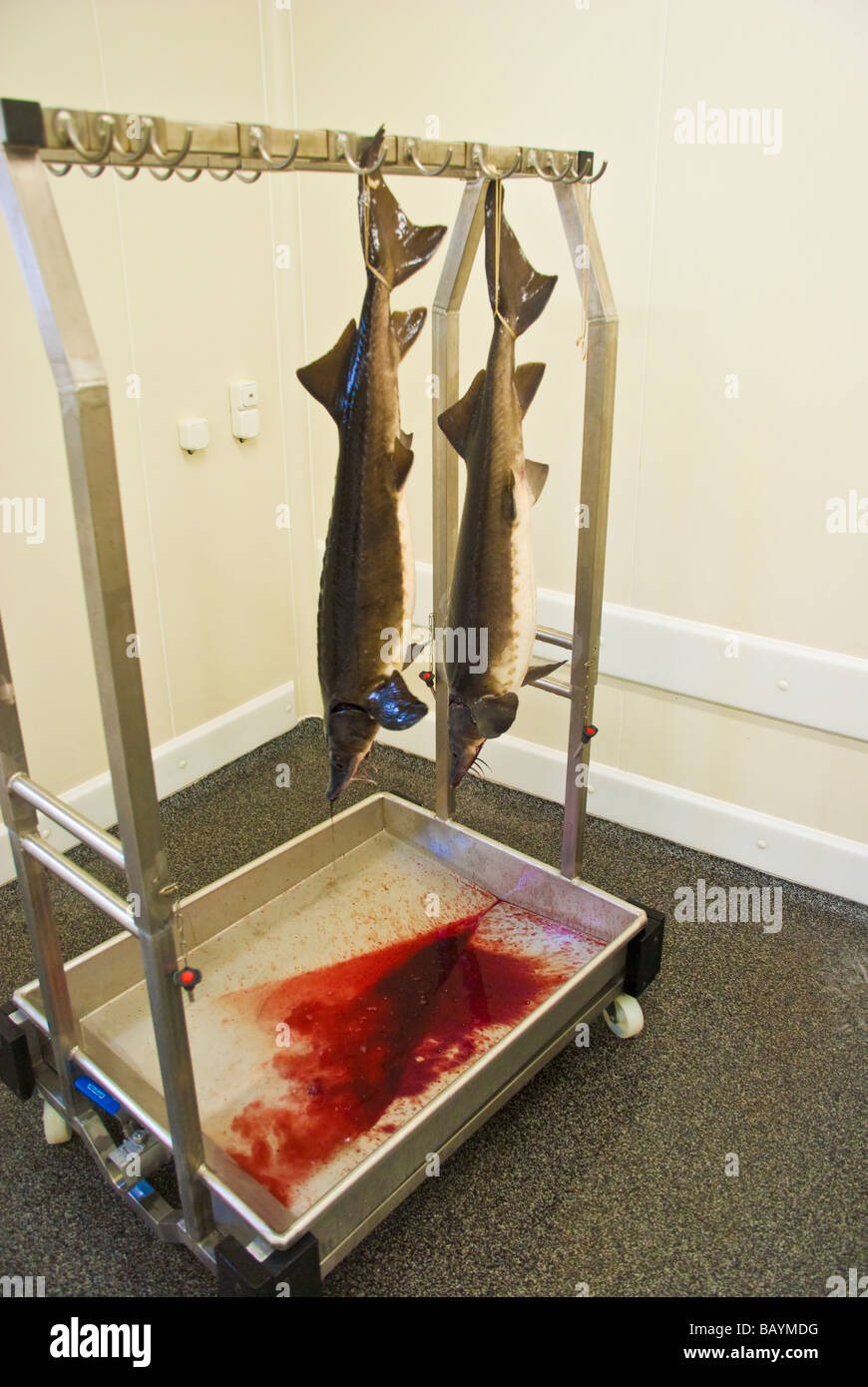 Slaughtering Siberian Sturgeon for caviar Production at the sturgeon