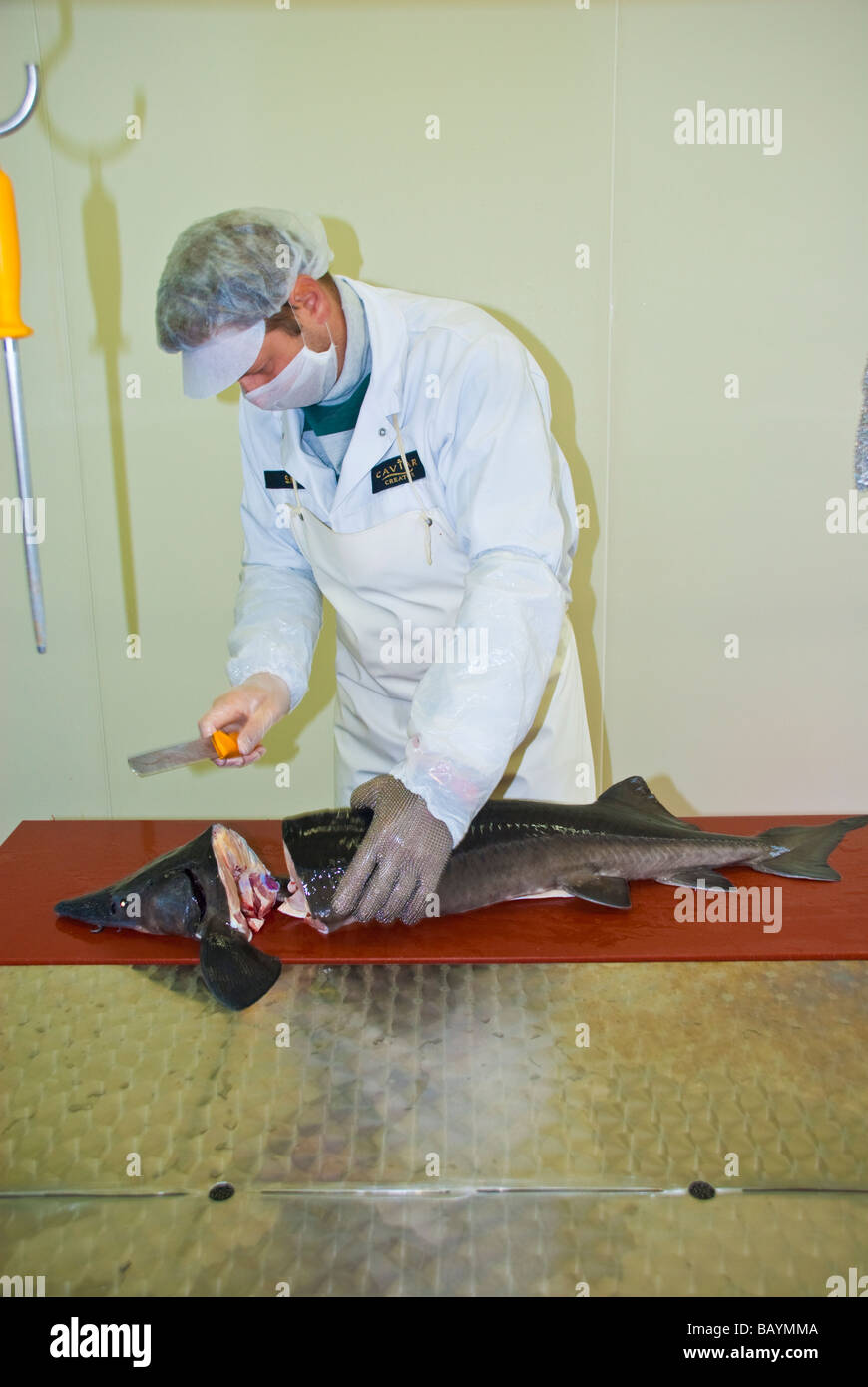 Caviar Production at sturgeon breeding farm Caviar Creator Demmin