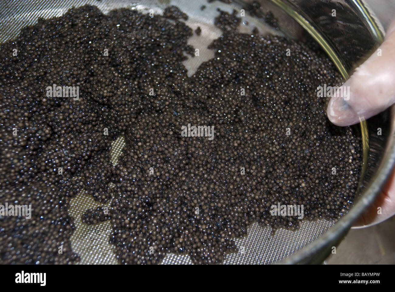 Caviar Production at sturgeon breeding farm Caviar Creator Demmin