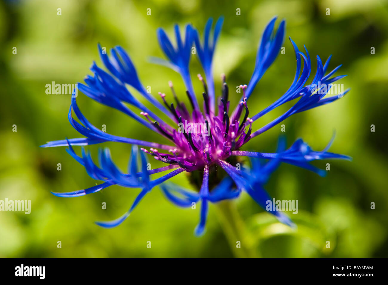 Single blue cornflower Centaurea cyanus blossom with green background Stock Photo