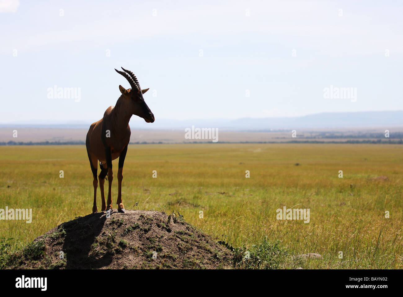 Antelope in Masai Mara Kenya Africa Stock Photo