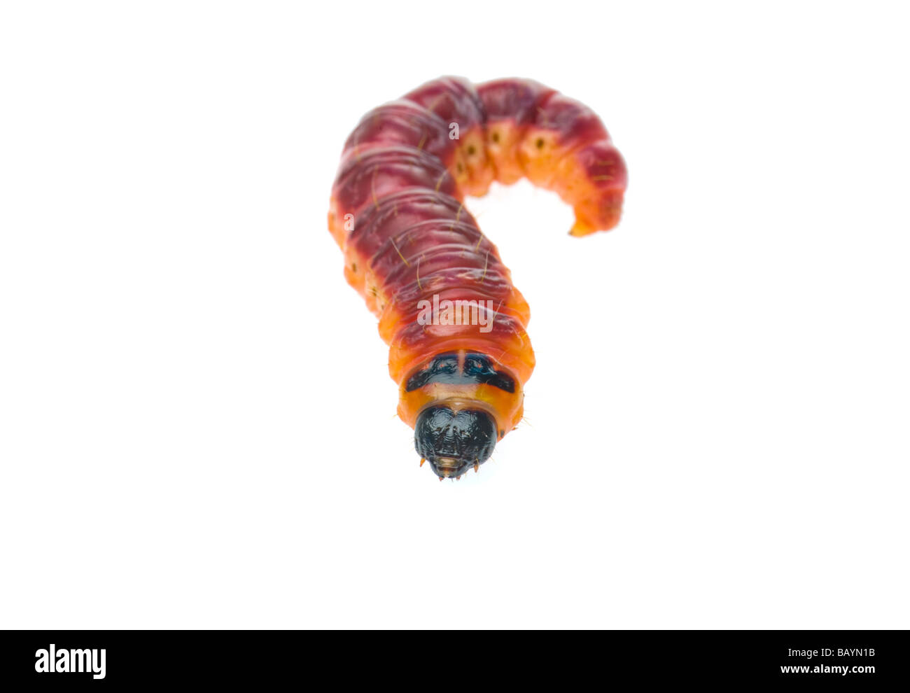 fat Cossus larvae goat moth worm willow tree varmint maggot closeup close up macro DISEASE